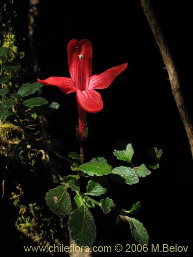 Image of Asteranthera ovata (Estrellita). Click to enlarge parts of image.